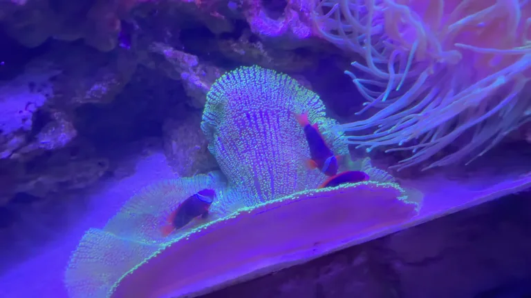 Рыба-клоун плавает среди щупалец морской анемоны в одном из аквариумов Dubai Aquarium.