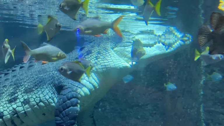 Тропические рыбы плавают перед крупным крокодилом в резервуаре подводного зоопарка Dubai Aquarium.