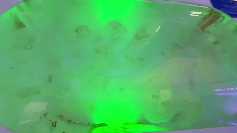 Медузы с зеленой подсветкой в одном из темных аквариумов подводного зоопарка Dubai Aquarium.