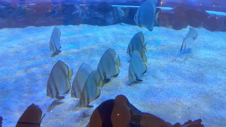 Посетители наблюдают за подводным миром через большое смотровое стекло аквариума в Dubai Mall.