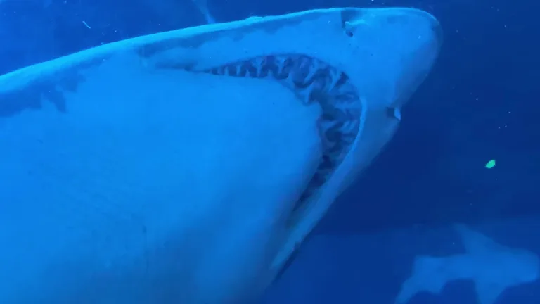 Вид на Двбаи Арвасивм — маршрут по знаковым местам Дубая.