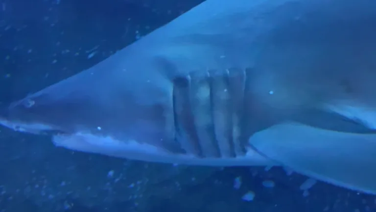 Один из множества морских обитателей, представленных в масштабном аквариуме торгового центра Dubai Mall.